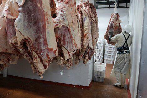 carne frigorificos