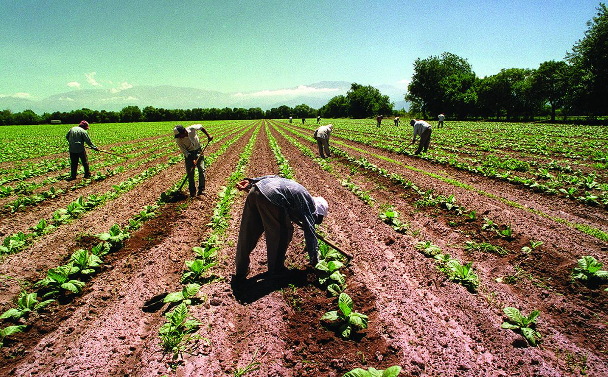 campo agro