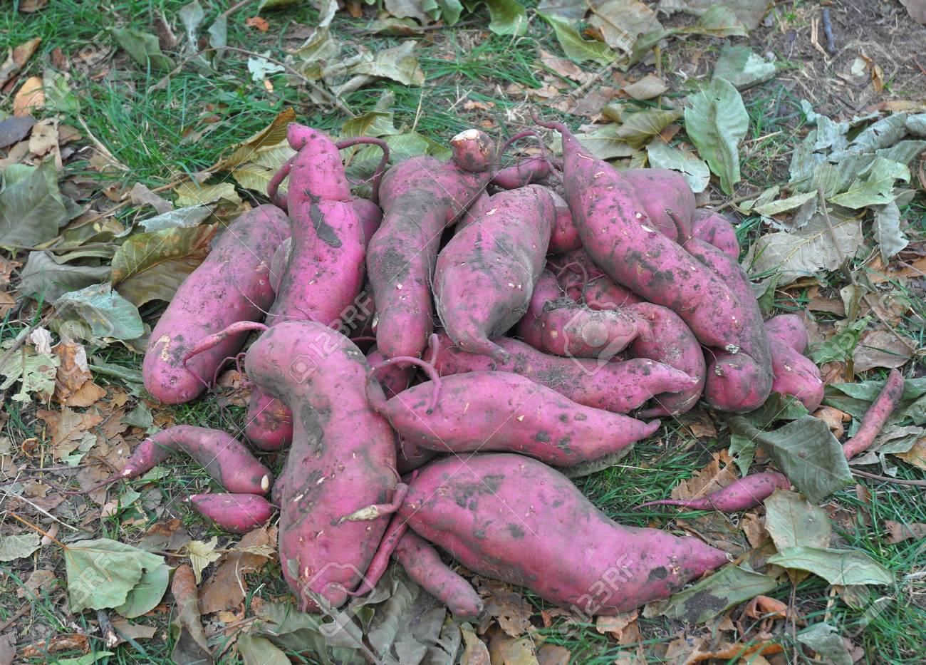 86806392-la-batata-o-kumara-x28-ipomoea-batatas-x29-de-la-cosecha-cultivo-de-batata-ecológica-la-mejor-comida-ve